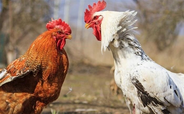 Если вам нравится шуметь