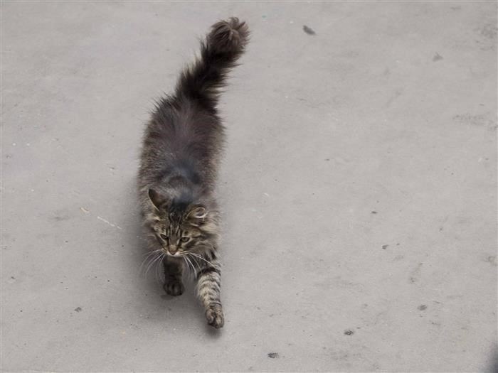 О бездомных животных