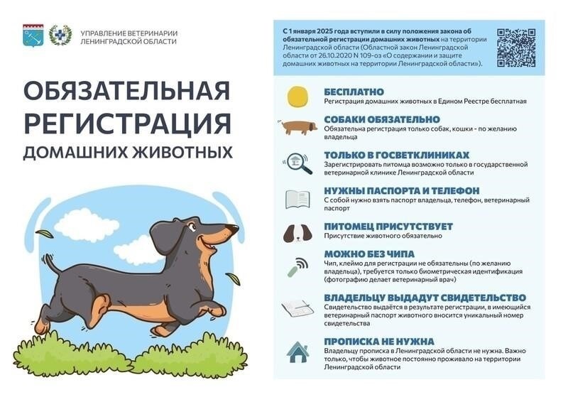 Правовой статус домашних животных как собственности в российском военном контексте